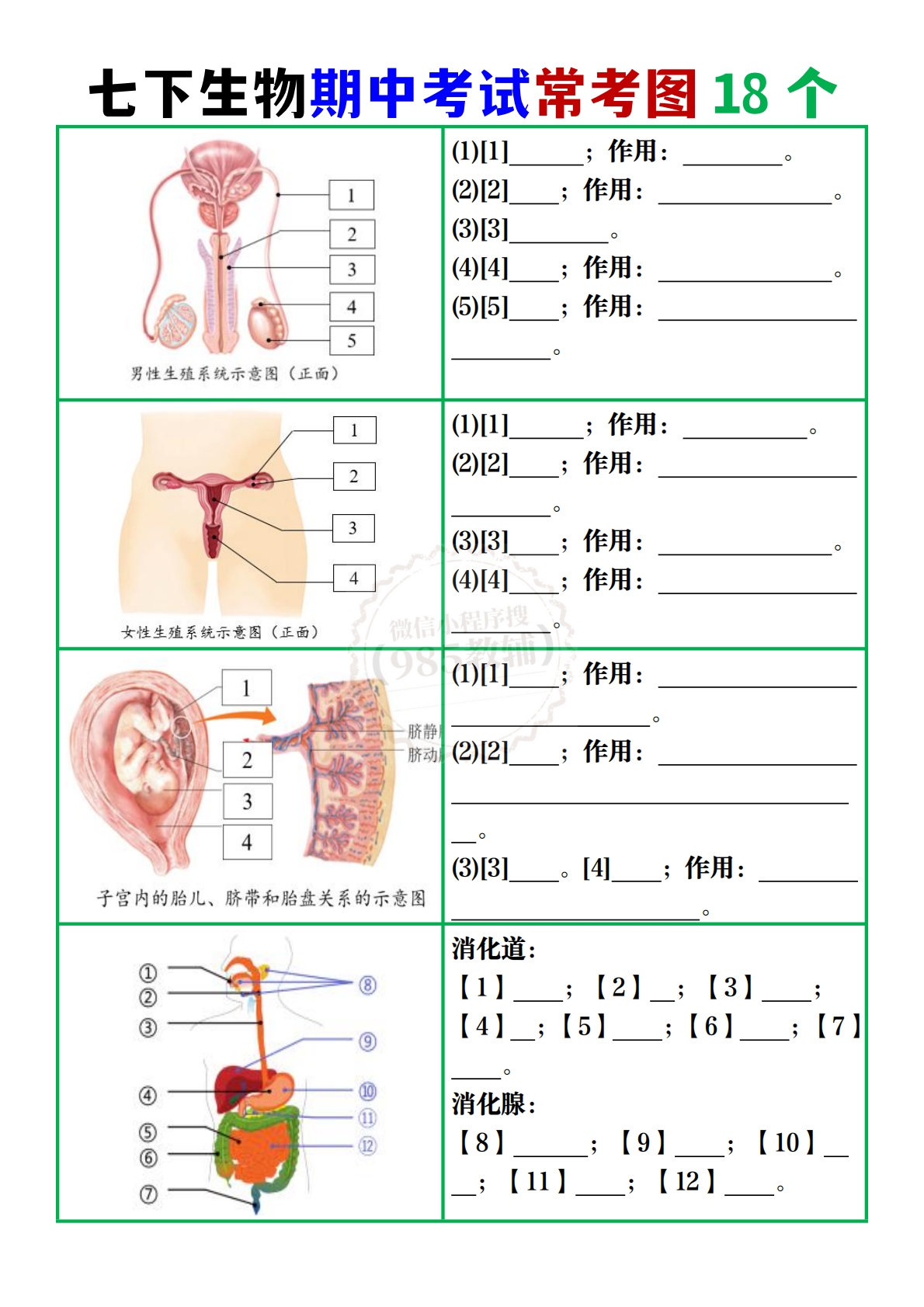 图片[3]-七下生物期中考试常考图18个.pdf.pdf-七宝：认真做好一件事